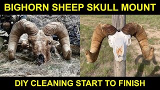 Bighorn Sheep Skull Cleaning