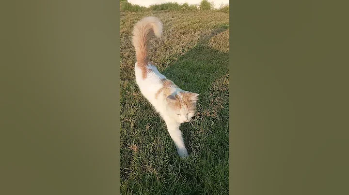 Video 11713331: bengal cat training, cat attacks, funny cat, cat walk