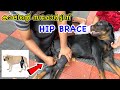 കാലിന്റെ SUPPORT നു ഓർഡർ ചെയ്ത HIP BRACE എത്തി : Rottweiler hip and joint injury : hip dysplasia