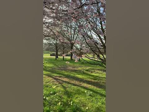 Bahn through the cherry blossoms Japanese Garden of Britzer Garten 🚂🌸🌳