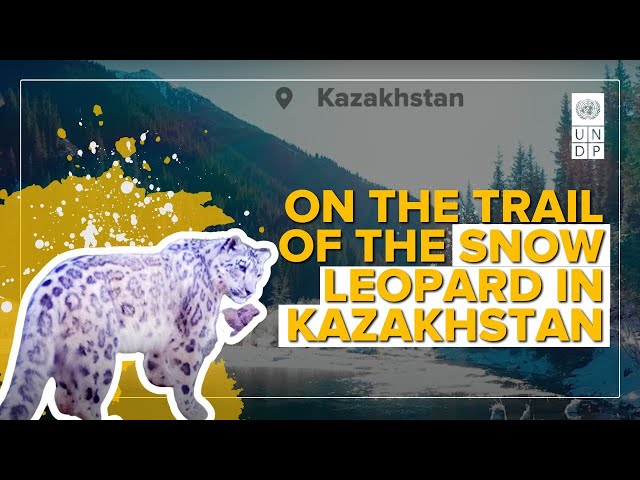 Snow leopard様おまとめ3点 On the trail of the snow leopard in Kazakhstan - YouTube