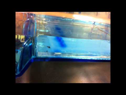 DNA Forensics Experiment