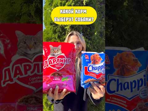 КАКОЙ КОРМ ВЫБЕРУТ СОБАКИ: КОШАЧИЙ ИЛИ СОБАЧИЙ?