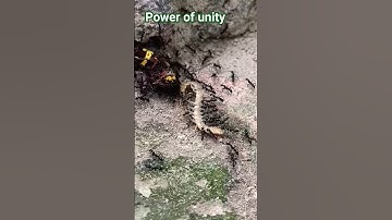 power of unity #unity #power #youtube #shorts #viral #trending #motivation #short #video #foryou