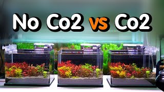 Co2 สำคัญแค่ไหนกับตู้ไม้น้ำ ไม่มีคาร์บอนเลี้ยงได้ไหม | Marangmod Aquatic Plant