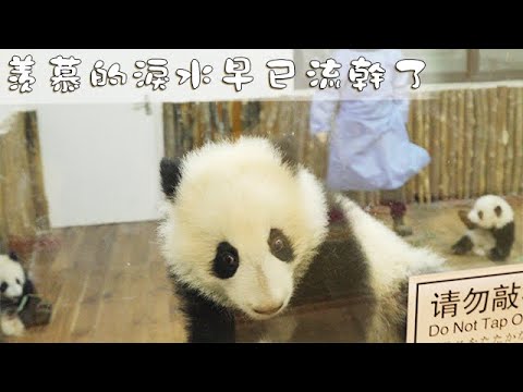 《熊貓早晚安》羡慕的淚水早已流幹了  | iPanda熊貓頻道