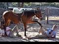 Caballos Intolerantes ¿cómo corregirlo y educarlo sin violencia, ni mal trato? Veamos