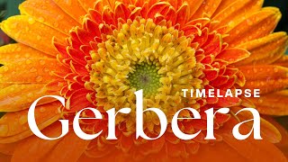 Timelapse Gerbera Flowers Blooming