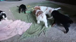 Cavapoo Puppies For Sale