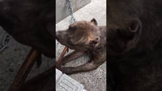 ピットブル4歳♂ACE 鹿の角で歯磨き