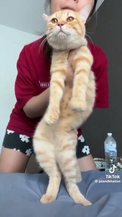#котики - YouTube
