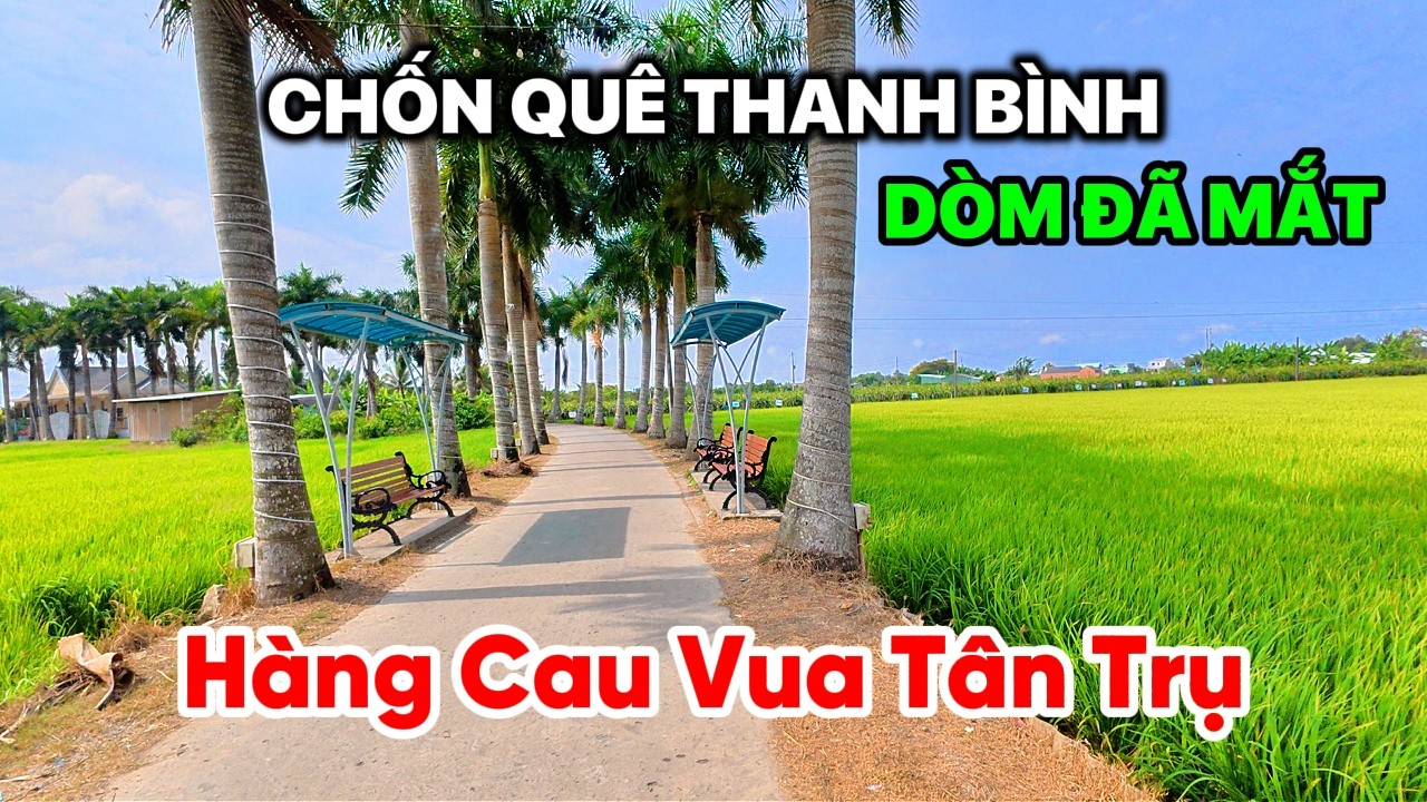 ĐỘC LẠ Khám Phá Hàng Cau Vua Tân Trụ Long An, Gốc To Dòm Đã Mắt | Nắng Đẹp Miền Quê