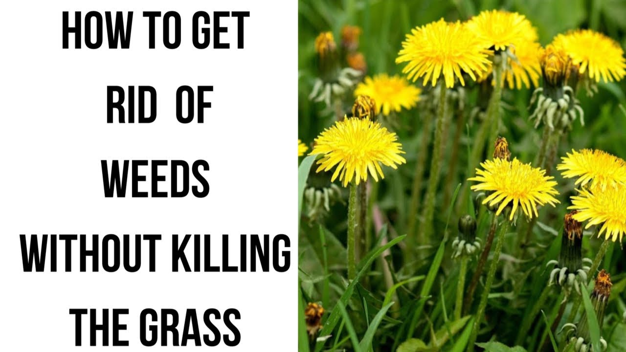 How To Get Rid Of Weeds Without Killing The Grass - YouTube - How To Get Rid Of Weeds Without Killing Grass Naturally