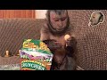 Capuchin Monkey Tells You How Much He LOVES His Snack!