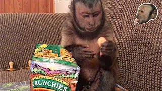 Capuchin Monkey Tells You How Much He LOVES His Snack!