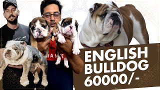 Buy English Bulldog In India : Royal Bulldog Dogs For Royal Family's by Sri Sai Pet World 6,057 views 7 months ago 10 minutes, 35 seconds