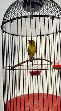 Pleci Prestasi Milik Om Andre Pekatik Solo || Dijual Bila Ada Yang Berminat 😁