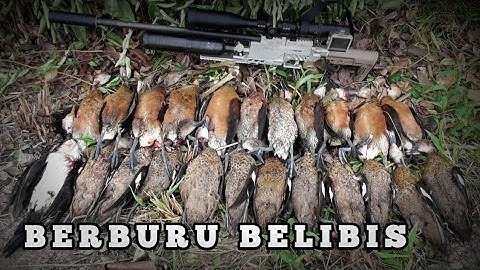 WOW❗BERBURU BELIBIS RATUSAN BIKIN PANEN. BORNEO SLUG🔥