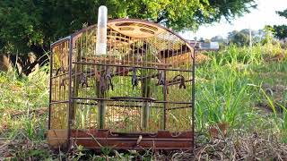 Coleiro Baiano Mumm-Ha No Mato Pe