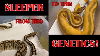 SLEEPER BALL PYTHON GENE COMBOS!