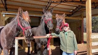 Percheron draft horses  side by side comparison between juvenile and adult