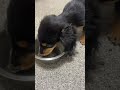 ダックスって食欲旺盛！残さずよく食べます【カニンヘンダックス・チョコの日常】Kaninchen Dachshund #shorts