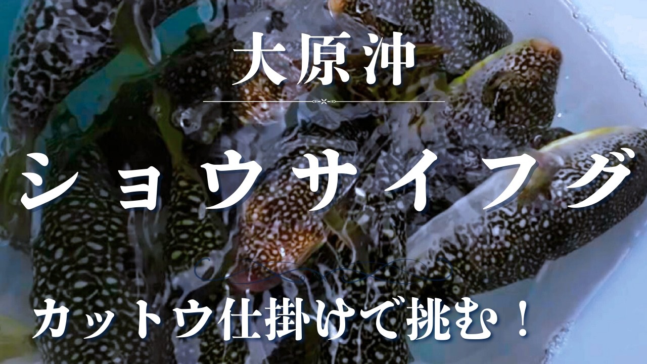 【ショウサイフグ釣り】大原沖！カットウ仕掛け|エビの種類で変わる？！釣り方｜エサ｜2026.2.13
