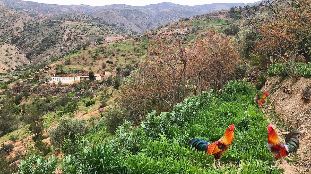 الاجواء القرية في مزرعة هادئة وسقاية الجلبان البلدي منبع الطبيعة والخيرات الله... #الحسيمة_المغرب 