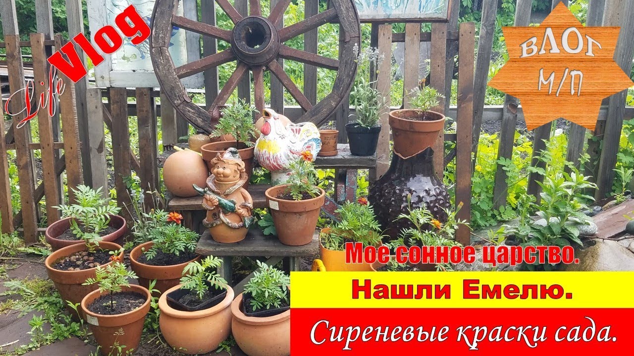 Мое сонное царство. Нашли Емелю. Сиреневые краски сада. - YouTube