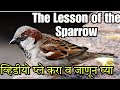 The lesson of the sparrow