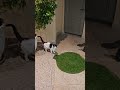 Schwarze Katze