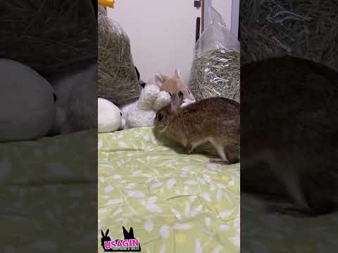 掘って掘って🐇