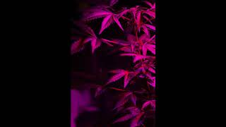 Free Playboi Carti X Pierre Bourne X Lucki Type Beat - Phone Calls Prod. Kemmanuel