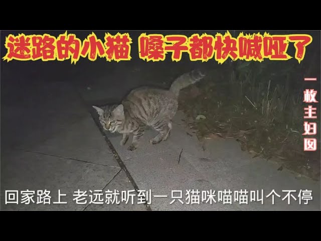 迷路小猫嗓子都快喊哑了 但它真聪明 用自己的方式找到了家 一枚主妇囡 Youtube 迷路小猫嗓子都快喊哑了 但它真聪明 用自己的方式找到了家 一枚主妇囡 Youtube