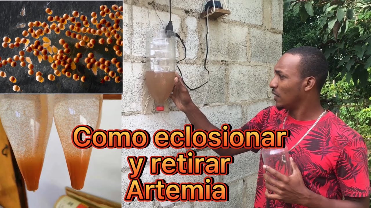 Como eclosionar Artemia y alimentar crías de pez bettas