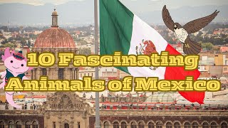 10 Incredible Animals That Call Mexico Home