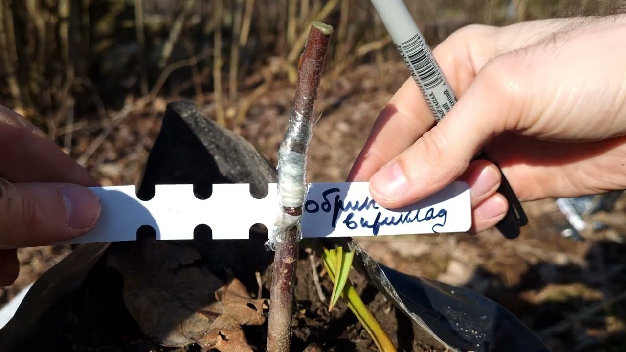 Секрет садовода: прививка яблони в приклад 🌳 Подвой 54-118 + сорт Сабрина 🍎