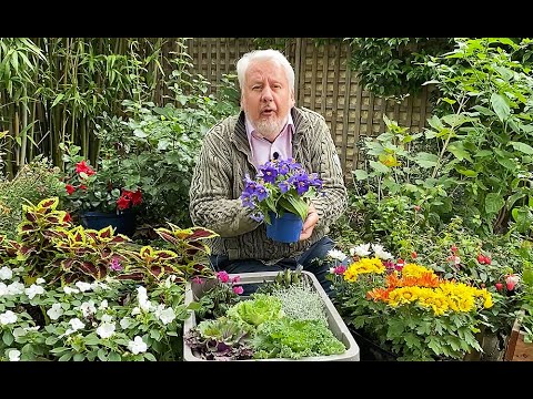 Vídeo: Plantes Florides Al Jardí D'hivern