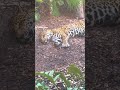 Sleeping Jaguar- Houston Zoo- Texas