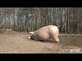 Wenn Schweine Baden Gehen Badetag Im Schweineland рџђ вќ Wenn Schweine Baden Gehen Badetag Im Schweineland рџђ вќ