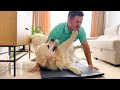 What does a workout look like when you have a Golden Retrievers!