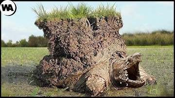 Animals That Forgot to Come Out of Hibernation