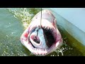 15 Weirdest Things Swallowed By a Shark