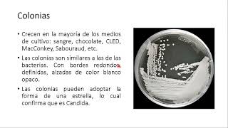 Candida Curso De Micología Gratis