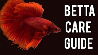 Betta Fish Care Guide: What You Need to Know