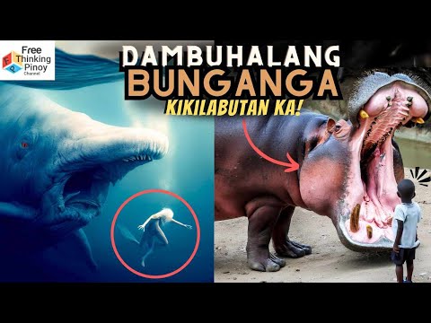 Video: Sino ang may pinakamalaking bibig sa mundo?