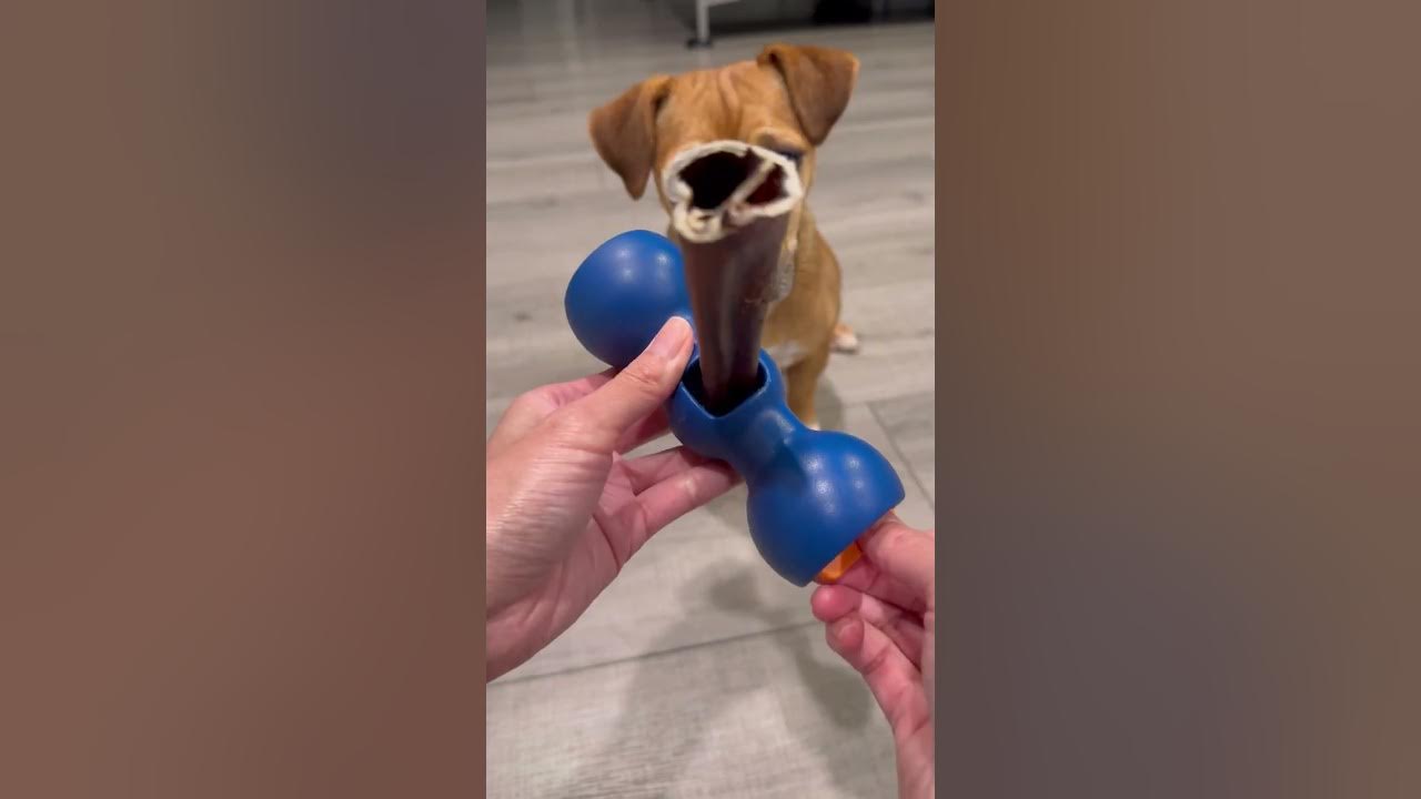Best Bully Stick Holder for Dogs Review YouTube
