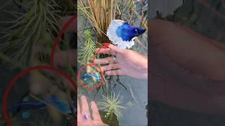 Blue halfmoon betta fish in wilderness rice field. #fishing #bluebettafish #fishhobby