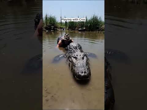 Playing With My Beloved Crocodile