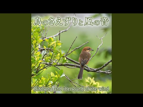 Ver 鳥のさえずりと風の音 4 en YouTube